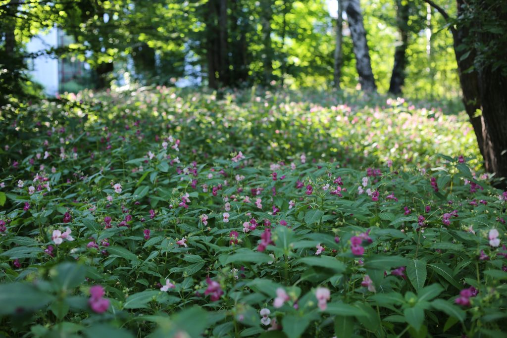 Kuva, jossa paljon jättibalsamia.