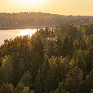 Puiden ja kivien ympäröimä Siilinlahden ranta Siilinjärvellä. Auringonlasku taustalla.