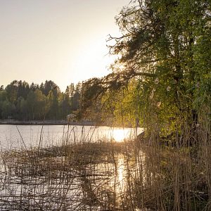 Puiden ja kivien ympäröimä Siilinlahden ranta.