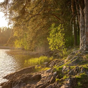 Puiden ja kivien ympäröimä Siilinlahden ranta.