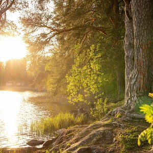 Näkymä Siilinlahdelle, etualalla on puita ja kiviä.