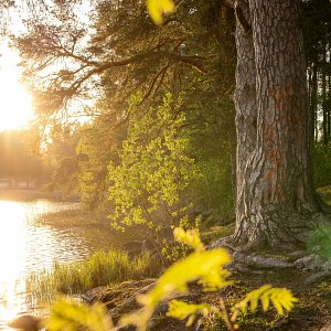 Suuri puu vesistön vieressä Siilinlahden rannalla.