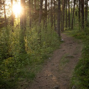 Hiekkapolku metsässä Siilinjärvellä auringon paistaessa puiden läpi.